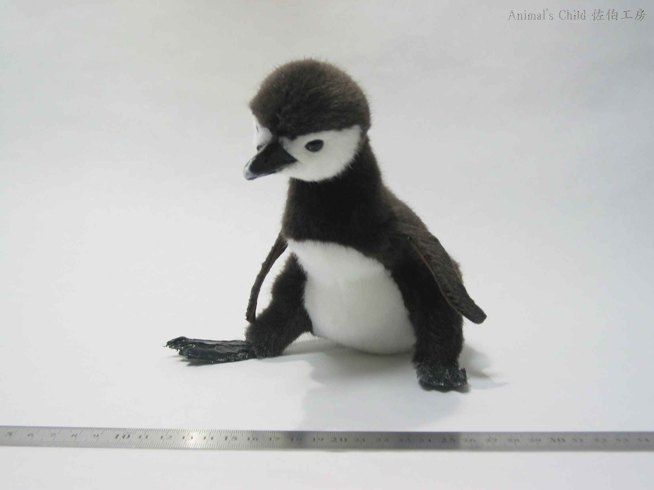 ケープペンギン004