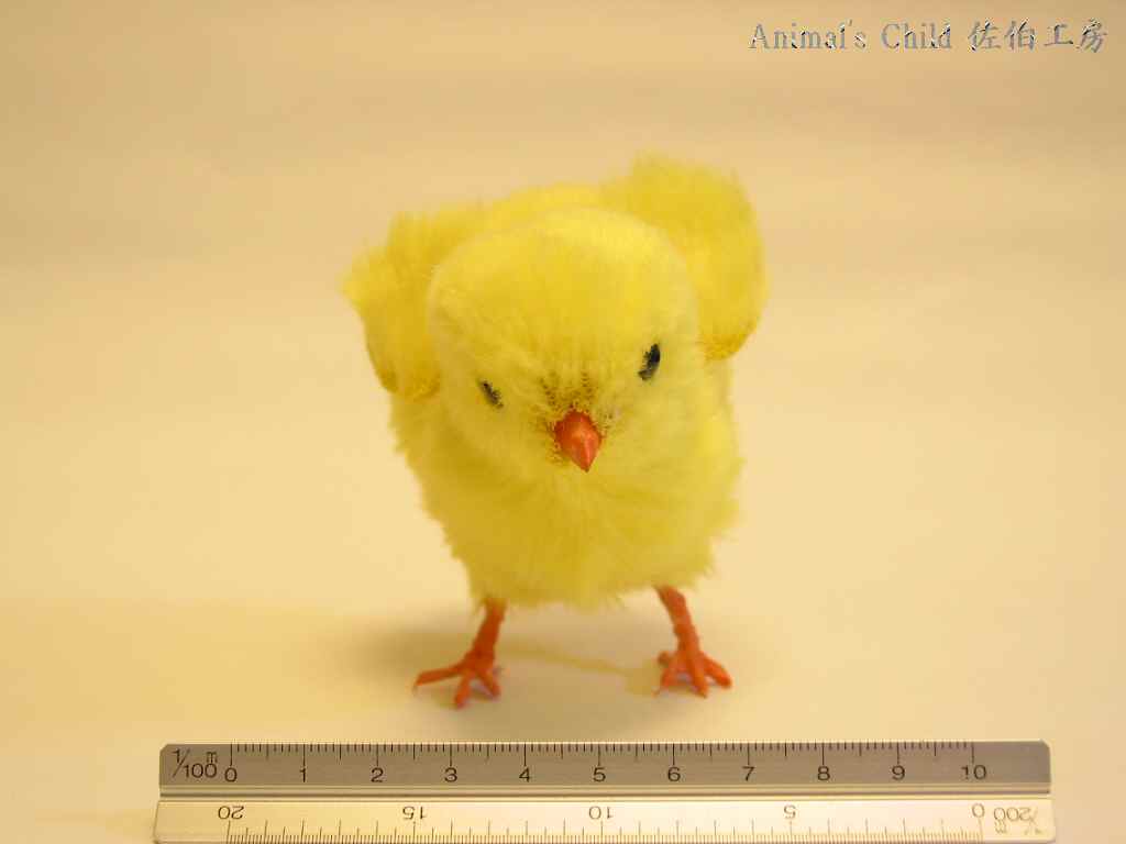 ひよこ002