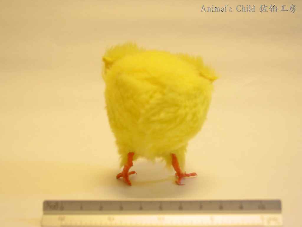 ひよこ003