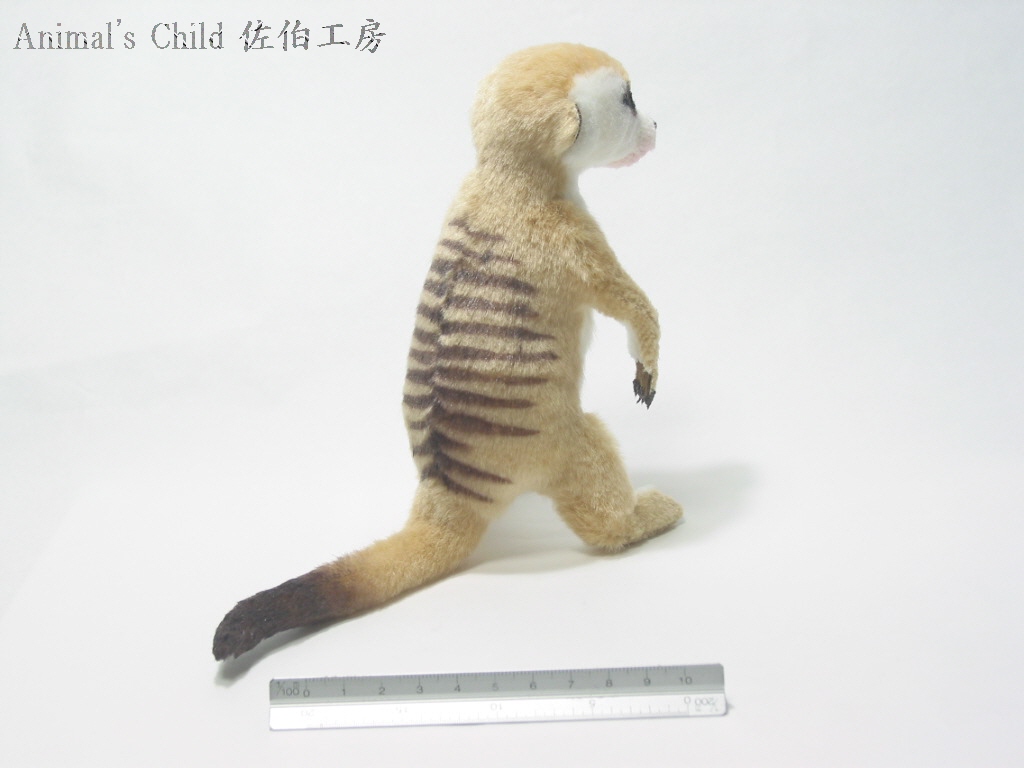 ミーアキャット005