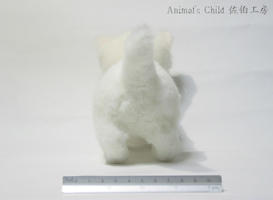 マンチカン白003