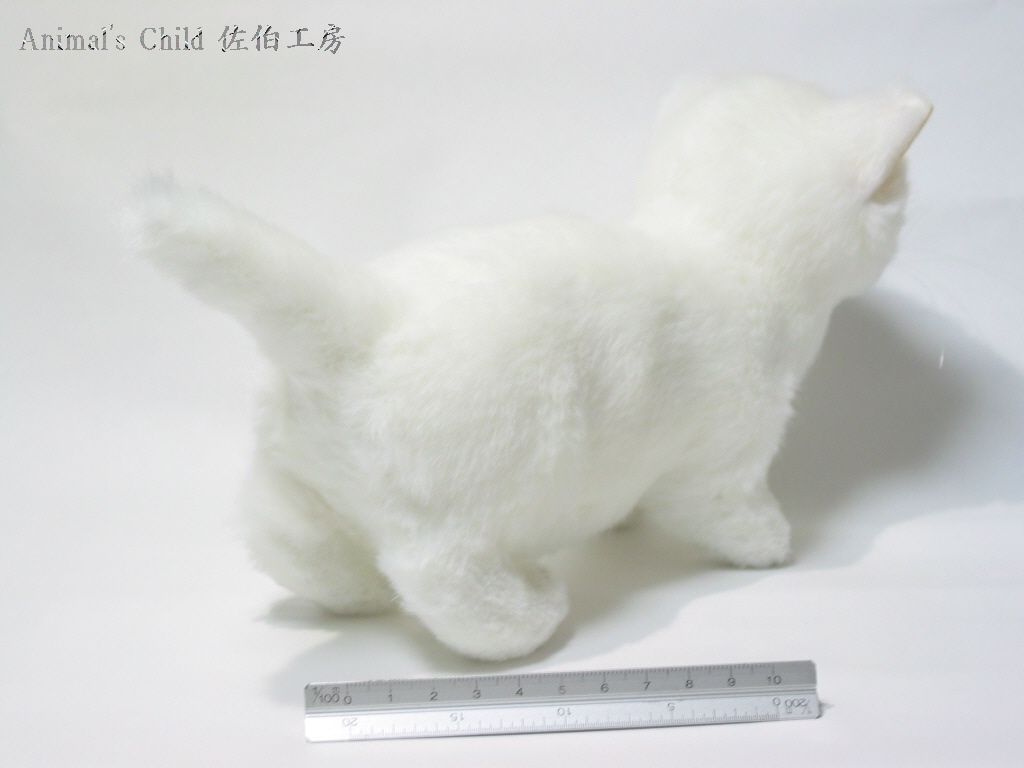 マンチカン白005