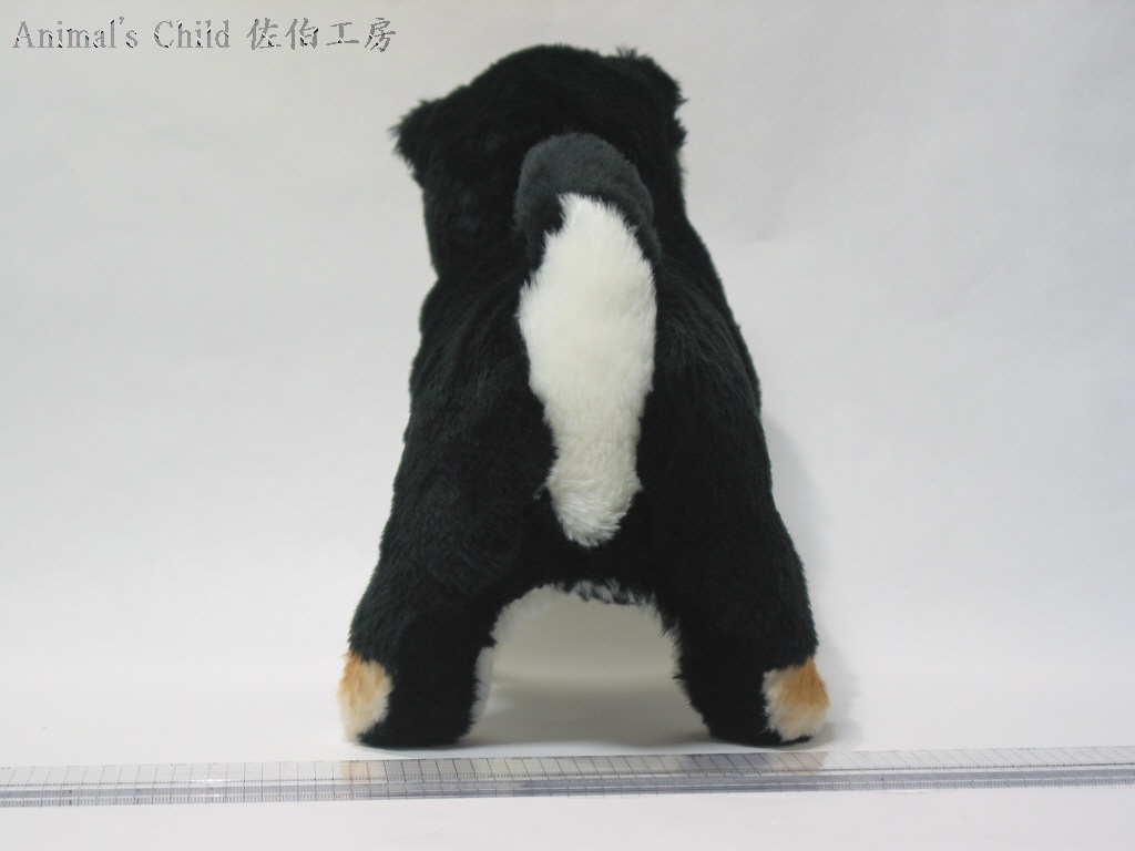柴犬黒003