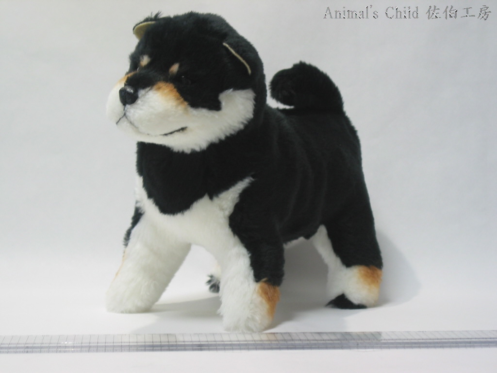 柴犬黒004