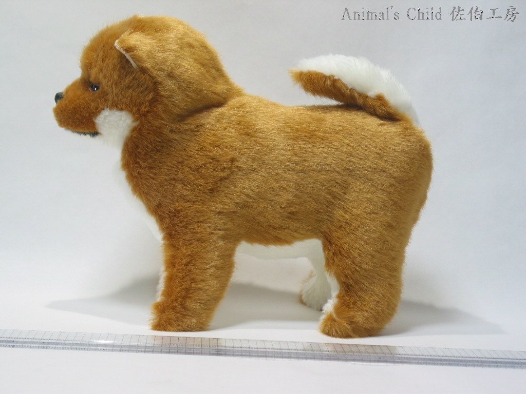 柴犬茶001