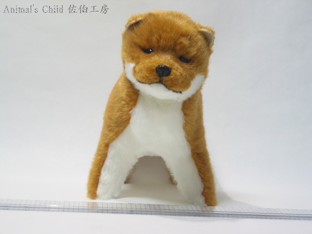 柴犬茶002