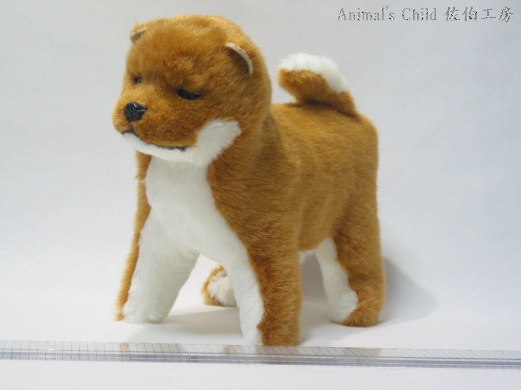 柴犬茶004