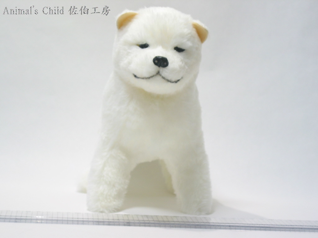 柴犬白002