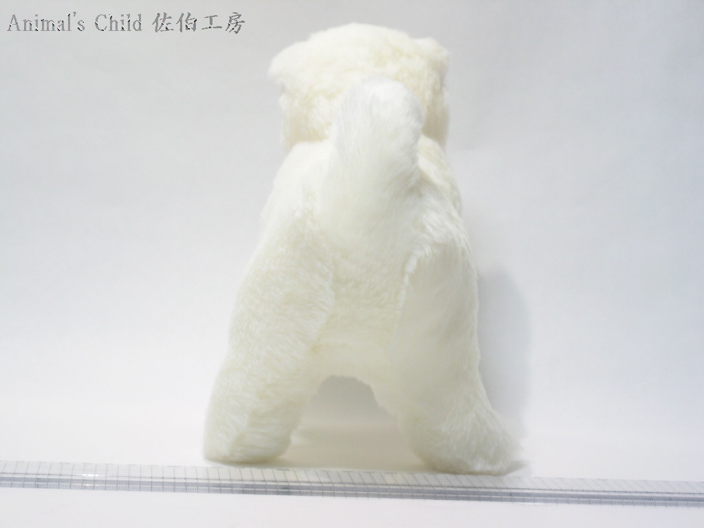 柴犬白003