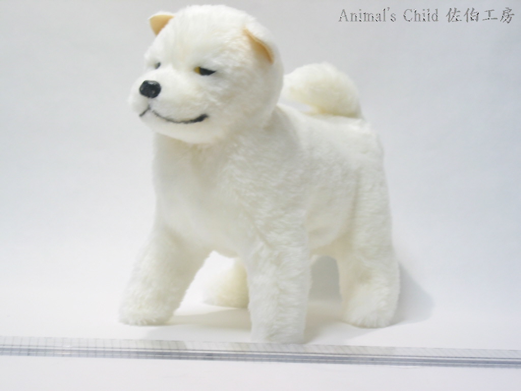 柴犬白004