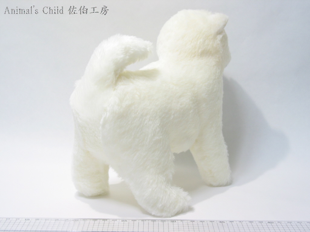 柴犬白005